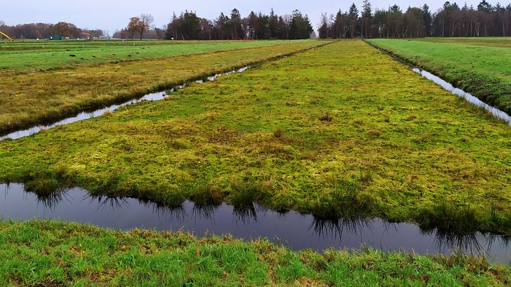 Verbundprojekt „MOOSland“ setzt auf nachwachsendes Torfmoos von wiedervernässten Hochmooren anstatt auf klimaschädlichen Torfabbau | Landwirtschaftliche Nutzung 