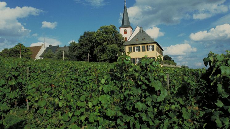 Vin och motion på Rheingau-Riesling-vägen
