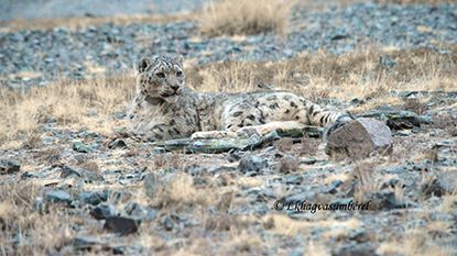 Ny kunskap om snöleopardernas matvanor kan bidra till att skydda arten