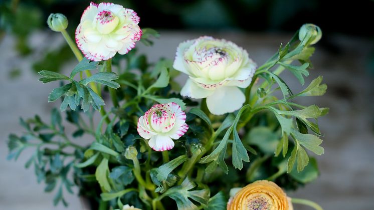 En söt ranunkel är perfekt att inleda våren på fönsterbrädan med. Foto: Ida Magntorn/Blomsterfrämjandet