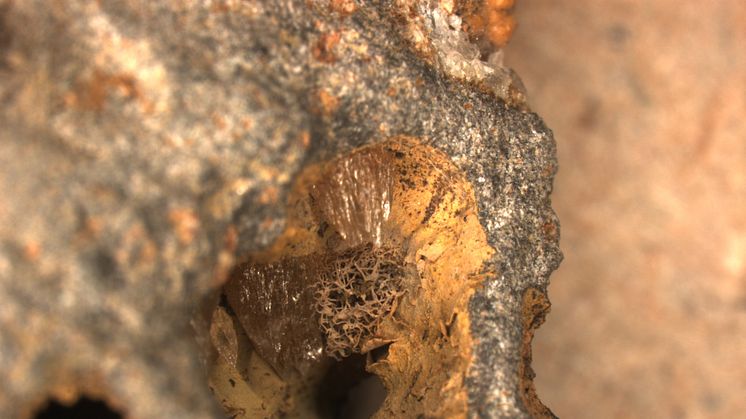 Hålrum i basalt med svampmycel, från jordskorpan under Stilla havet.