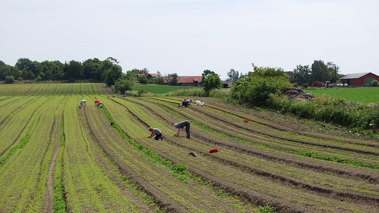 Tusen nya jobb inom KRAV-certifierat lantbruk