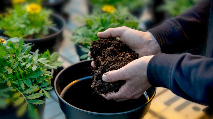 I testet fylldes tio krukor med respektive jord och i varje kruka såddes tio Tagetes-frön. Foto: Anna Sigge