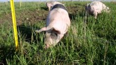 Tema ekologisk grisproduktion hos SLU i Alnarp