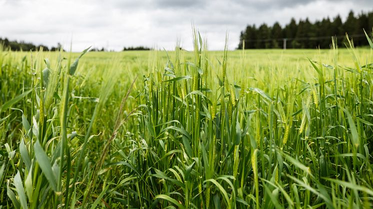 Statsbudsjett 2023: – Ta nødvendige grep for økt matsikkerhet 