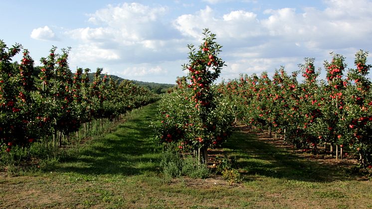 Äppelsorterna Ingrid Marie och Aroma är de som odlas mest i Sverige.