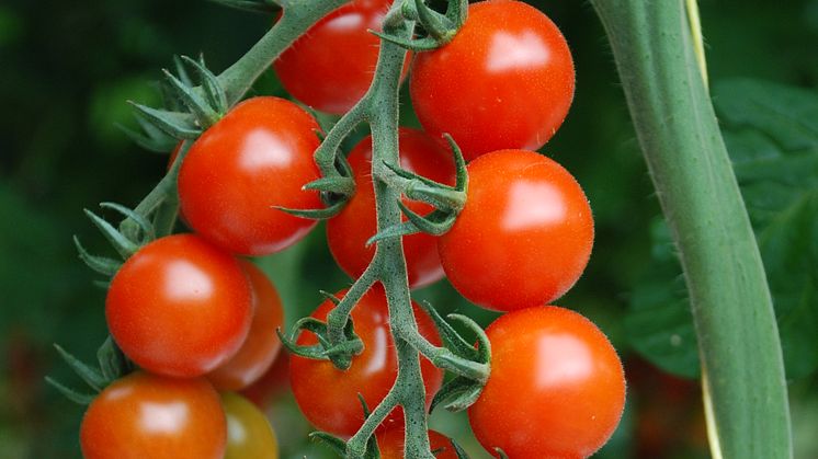 Tomater på planta