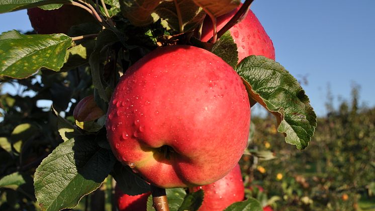 Nya Ciderfrämjandet bäddar för unik svensk cider