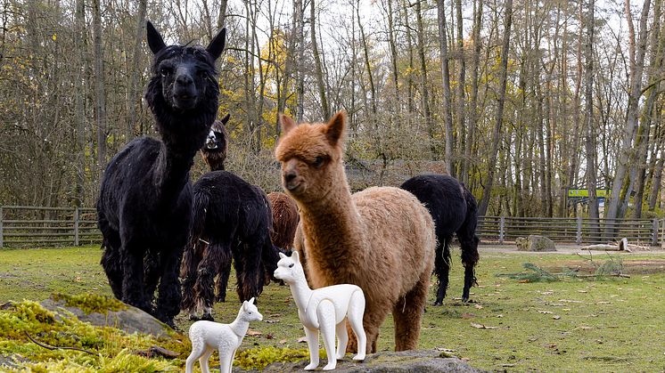 Alpakas im Kinderzoo des Tiergarten Nürnberg