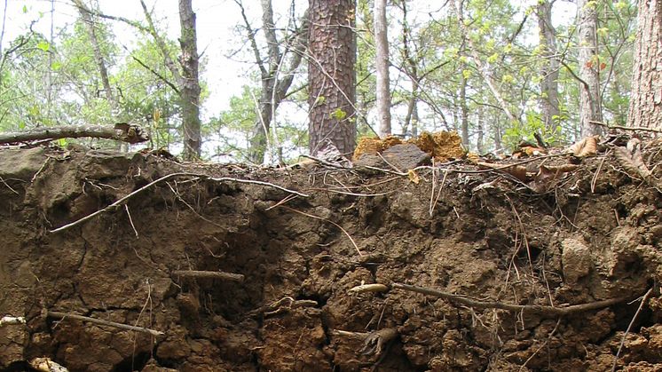 soil profile_foto_stefano manzoni