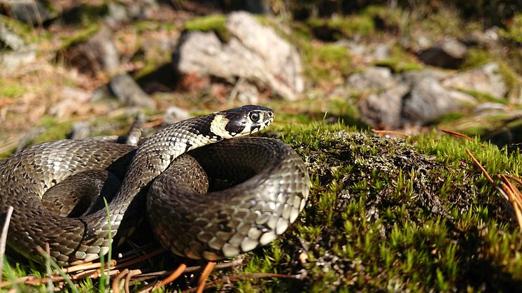 Snokar i Sverige har blivit både längre och fått mer kroppshull de senaste åren, samtidigt har vinteröverlevnaden minskat. Foto Ludvig Palmheden