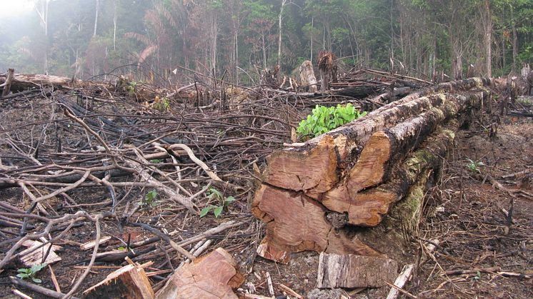Produktionen af træbaseret biomasse er problematisk, fordi den kan være med til at øge fældningen af skov, hvilket går ud over natur og biodiversitet. 