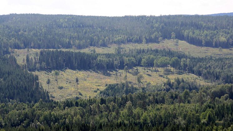 Tolv forskningsprojekt har beviljats inom Tandem Forest Values-programmet. Foto: Ylva Nordin.