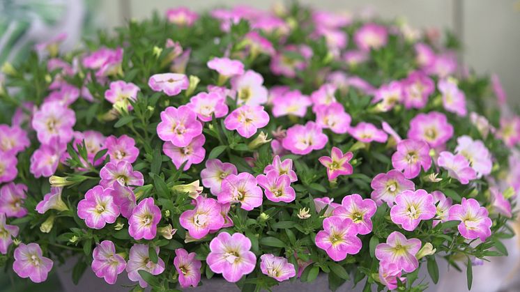 Calibrachoa MF Neo FancyFrancy, en småpetunia som blommar rikligt hela sommaren.