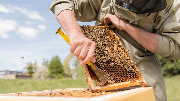 Biologisk mångfald, Akademiska Hus