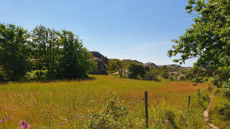 Gåseviks naturreservat. Foto: Länsstyrelsen i Västra Götaland
