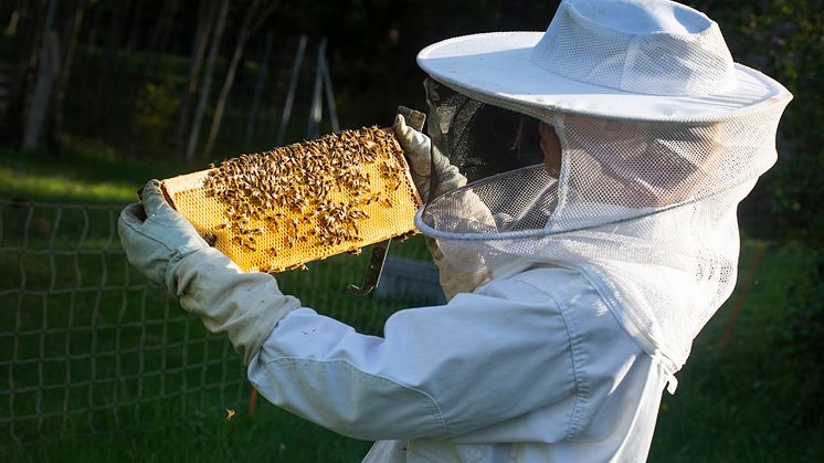 Med ställningstagandet går man dessutom emot flera andra EU-länder, där man konkret arbetar för att minska giftanvändningen med särskild omtanke om insekterna inklusive bina.