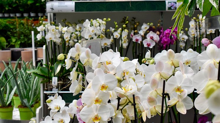 Butikskedjan Blomsterlandet tar över butiken Blomsterlandet i Uddevalla. (Obs - fotot kommer från en annan av kedjans butiker.)