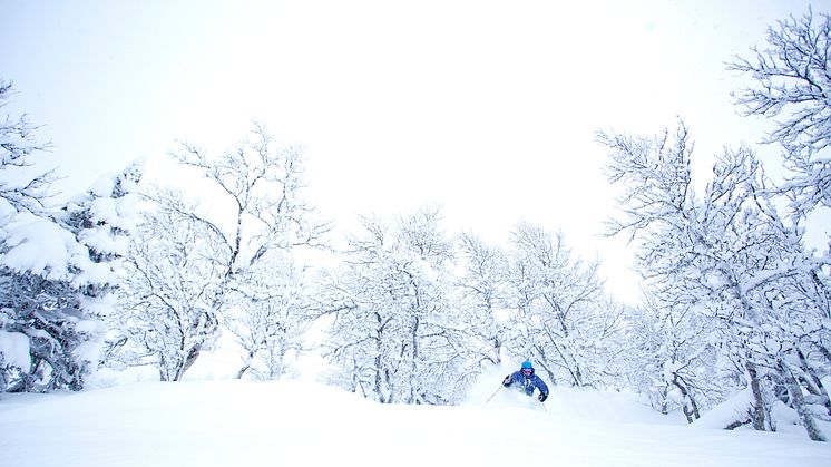 SkiStar Hemsedal: Champagnepudder!