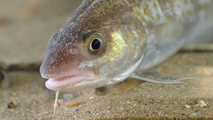 Torsken i Östersjön är genetiskt unik och anpassad till den särpräglade miljön. Många andra arter är i samma situation men detta beaktas inte i förvaltningen. Foto: Hans Hillewaert/Wikimedia