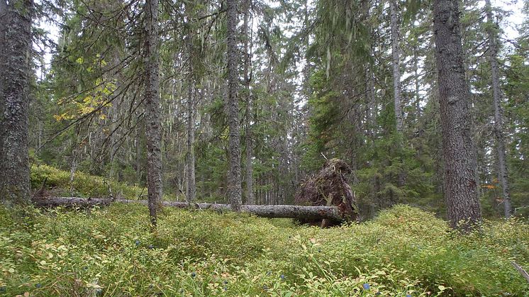 Nedåt eller uppåt för skogens mångfald?