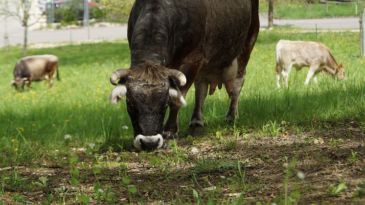 Cows in the Goetheanum Park (Photo: Sebastian Jüngel)