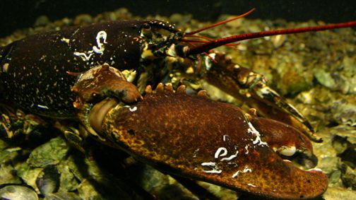 Gamla hummerfångster och nya fiskemetoder!