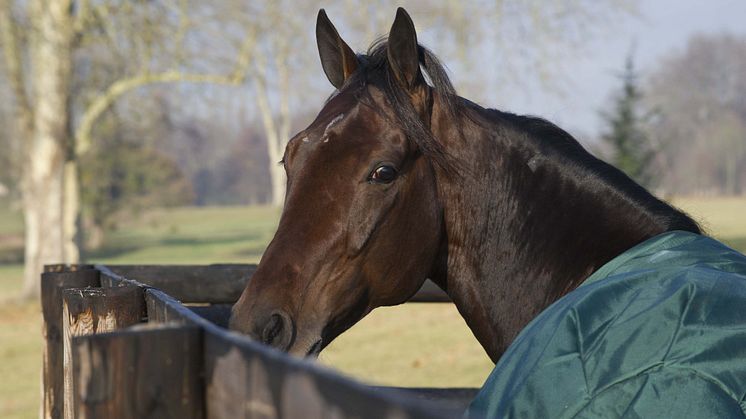 Startlistan till Prix d'Amerique - Maharajah stort svenskhopp 