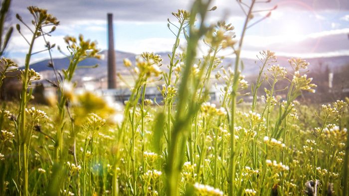 Pensionspenge i grøn energi 