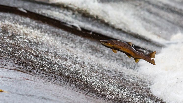 Pressinbjudan: Kan vi förena vattenkraft med levande älvar och vattendrag? 