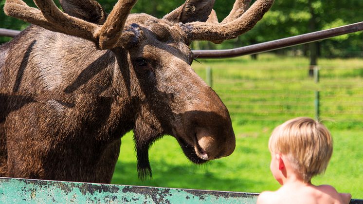 Bli älgfadder och hjälp Skånes Djurpark att ta sig igenom coronakrisen.