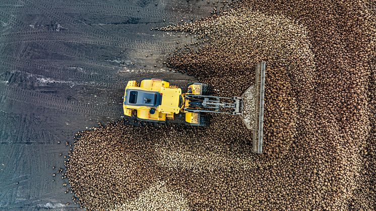 Sockerberget betas av med en Volvo L220H hjullastare