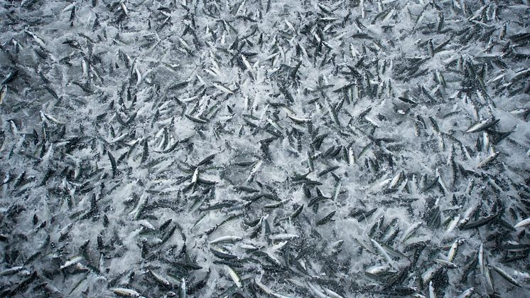 Redusert eksport av pelagisk fisk i 2015