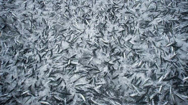 Norwegian pelagic exports reduced in 2015