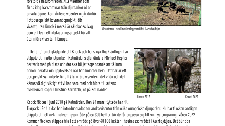 Visenten Knock från Kolmården utsläppt i det vilda - samarbete mellan europeiska djurparker och WWF.pdf