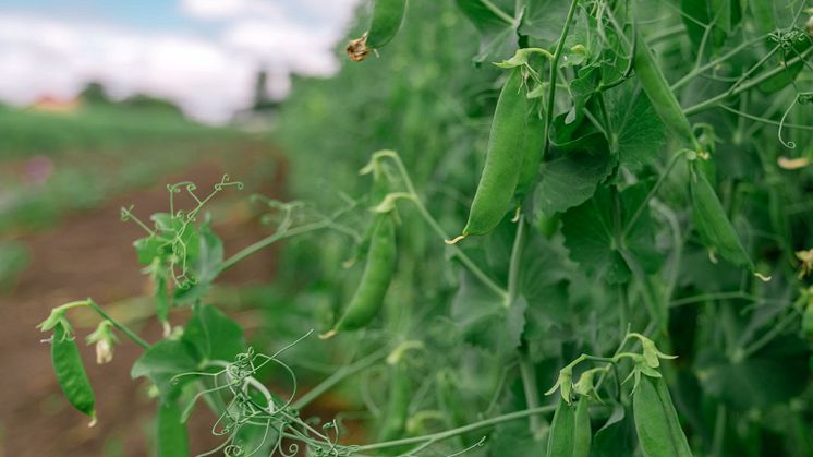 Marknaden för växtbaserade proteinprodukter spås öka med 20 procent årligen. Skåne har goda förutsättningar för ökad produktion. Foto: Mostphotos