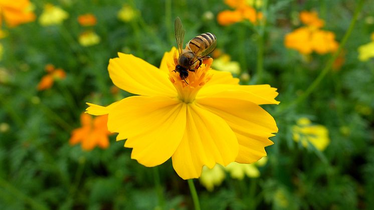 The health of honey bees and other pollinators is threatened by widespread use of insecticides say various international studies.