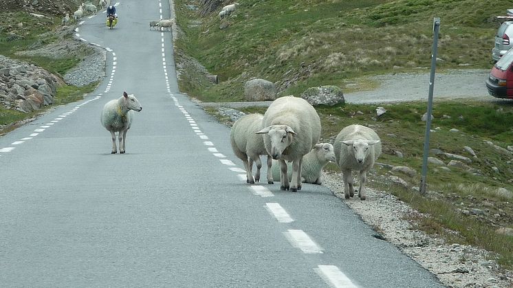 Sau i veien er et kjent syn på mange fjelloverganger i Norge. Mange tror dessverre at de må betale dyrt hvis de kjører på dyr, og stikker av i stedet for å melde fra. 