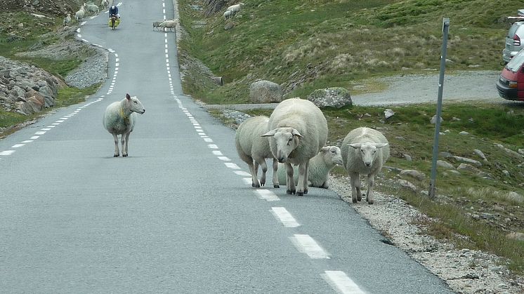 Varm asfalt er god å ligge på og lett å gå på, men et farlig tilholdssted for de firbente. 