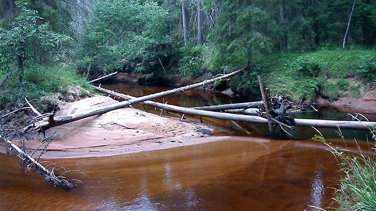 För att bevara den artrika miljön och främja friluftslivet vid Enån har Länsstyrelsen nu bildat ett naturreservat av området. Foto: Länsstyrelsen i Dalarnas län