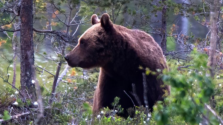 Dental calculus from Swedish brown bears help researchers study antibiotic resistance over time. Credit: Mats Björklund