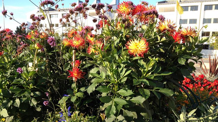 Varmt välkommen och varsågod – årets blomsterhav på Sundstorget är framdukat för dig och din sinnesro.