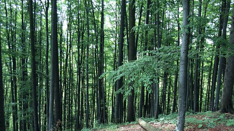 ​Elmia och DLG lanserar skogsmässa i Transylvanien
