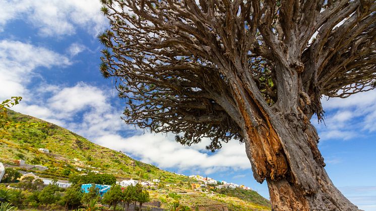 "Drago Milenario", det tusenåriga drakblodsträdet på Teneriffa