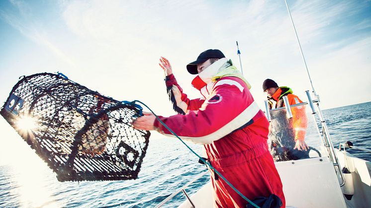 Hummer (Homarus gammarus) lever på 10–30 meters djup på klippbotten eller algbevuxna steniga bottnar. Som fritidsfiskare får man använda högst sex hummertinor samtidigt. Foto: Maja Kristin Nylander