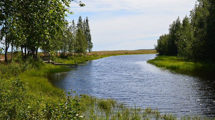 Öreälven är en skogsälv som rinner upp på Stöttingfjället och mynnar i Bottenhavet nedanför Öre by i Nordmalings kommun. Öreälven med samtliga biflöden ingår i EU:s nätverk av skyddad natur, Natura 2000. Foto: Anna Ek/HaV