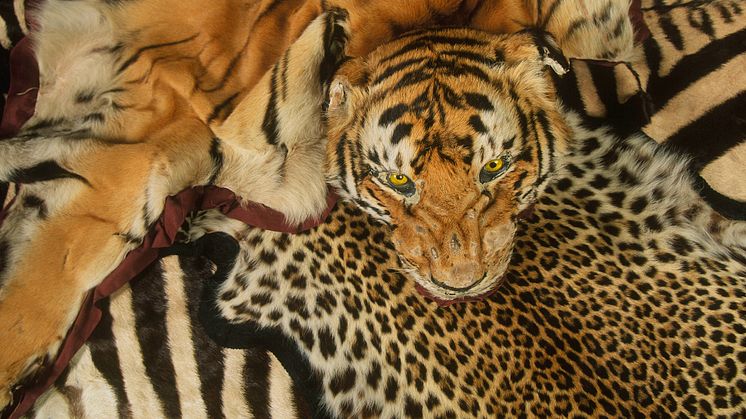 En souvenir för livet - Skinn från tiger och andra djur konfiskerade på Heathrow Airport