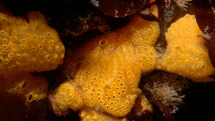 The invasive tunicate Botrylloides violaceus (Photo: Wikipedia/the United States Geological Survey).