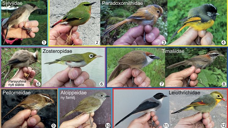 Representanter för sju närbesläktade fågelfamiljer, som på engelska brukar kallas ”babblers”.  ​Alla foton: Per Alström