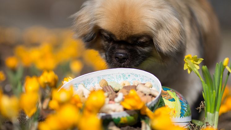 Hund med påskägg